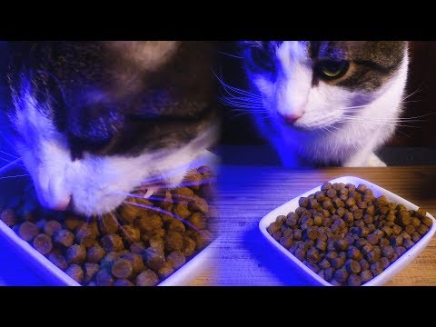 ASMR Crunchy Cat Food Mukbang ( Eating Sounds ) | Nomnomsammieboy