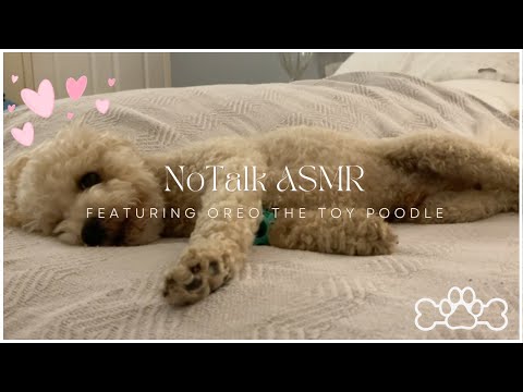 No Talking Background ASMR ✨Tiny Cute Dog 🐩 Mouth Sounds, Chewing 😋 Licking. Study 📚 Relax 😌 Sleep 😴