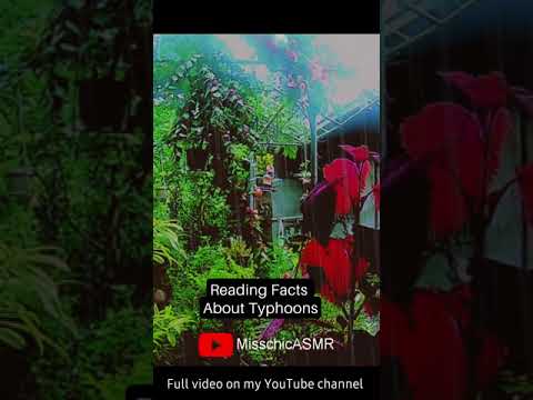 ASMR: Facts About Typhoons 🌧️📖 #Shorts