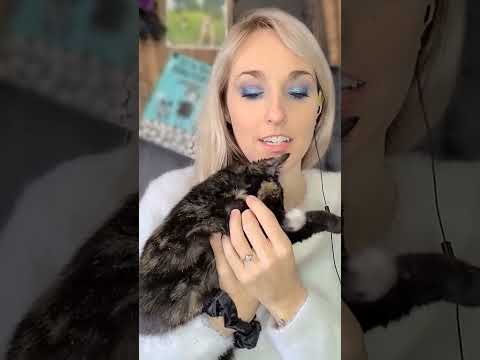 Kitten Break (ASMR)