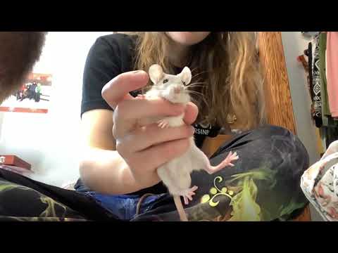 ASMR Meet My Rats! (Adorable and Whispered)