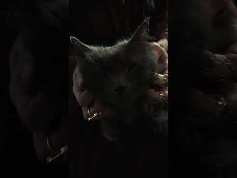 Fall Asleep In One Minute 😴 Purring Cat by the Fire 🐈‍⬛ Historical ASMR