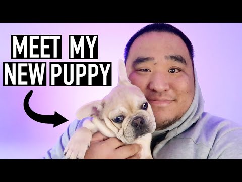 ASMR | Meet My New Puppy (Whispered)