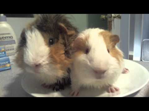 two fluffy guinea pigs