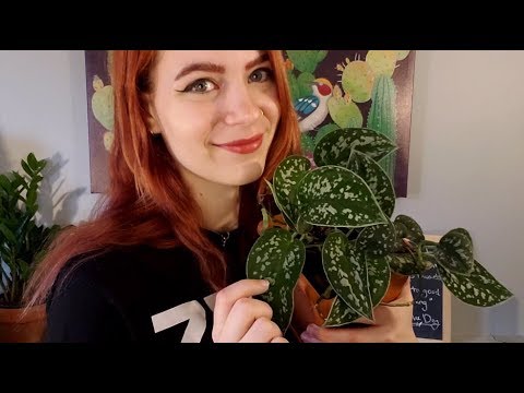 Beginner's Guide to Picking Out a Houseplant w/ Tips | ASMR