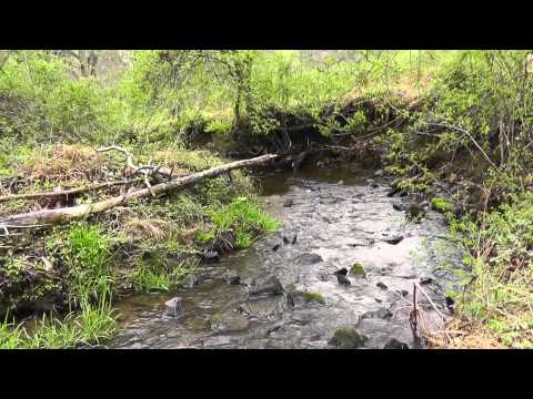 Relaxing Nature Journey & Walkabout #1 (Narrated) - Spring 2012 - Pennsylvania Woodlands