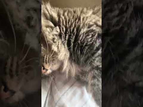 ASMR cat hair brushing