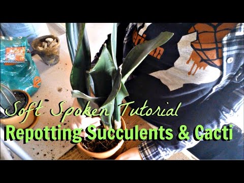 ASMR How-To | How to Repot Succulents & Cacti | Soft Spoken Tutorial