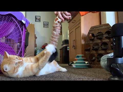 Playing With My Cat Using Cat Toys ASMR