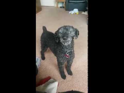 Cheeky Poodle Doesn't Want A Bath