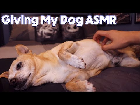 ASMR | Trying to Give My Dog Tingles!