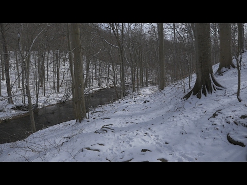 A Walk in the Snow - Relaxing Nature Journey #27 [ Ridley Creek State Park ]