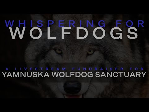 ASMR Charity Stream 🐺 Whispering For Wolfdogs 🐺(for Yamnuska Wolfdog Sanctuary)