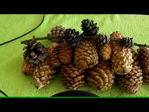 Zvuky šišek a šeptání ASMR cz / The sounds of the pine cones and whispering
