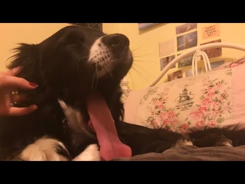 asmr but I just pet my dog for 15 minutes
