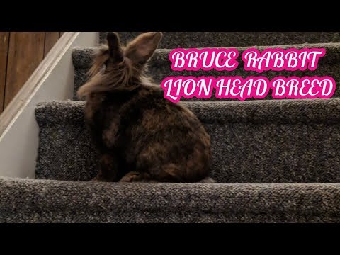 Bruce My Rabbit Lion Head 🐇 -  Vlogging