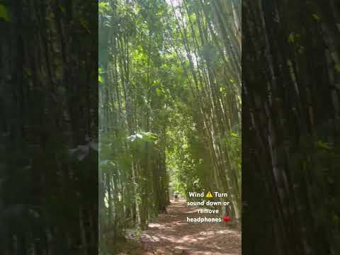 Walking through bamboo path ASMR