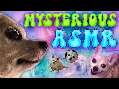 ASMR🥩Chowie's MYSTERIOUS MEATY MOMENT🥩Whispered UNEXPLAINED BIZARRE Things