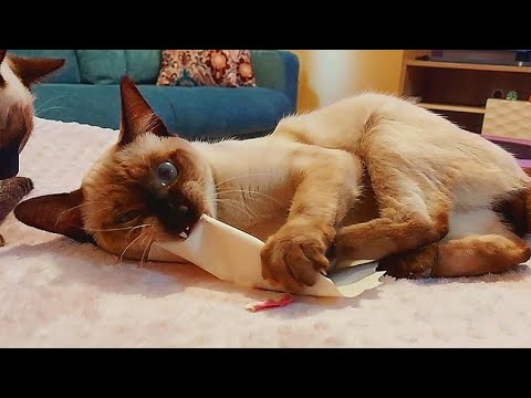 [CAT ASMR] Aggressive Paper Ripping 😾 NO TALKING