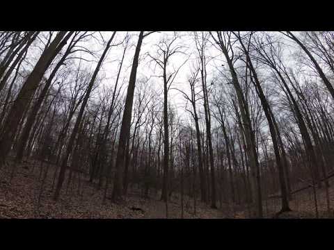 ASMR Hiking Binaural Quiet Crunchy Path with Endless Trees (Part 2)