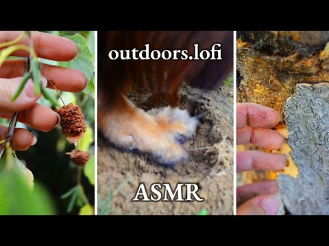 Another outdoors / nature lofi ASMR