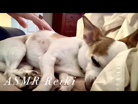 Helping My Dog Relax After A Thunderstorm - ASMR Reiki Massage