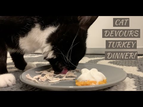 [ASMR] CAT DEVOURS TURKEY DINNER - MUST WATCH!