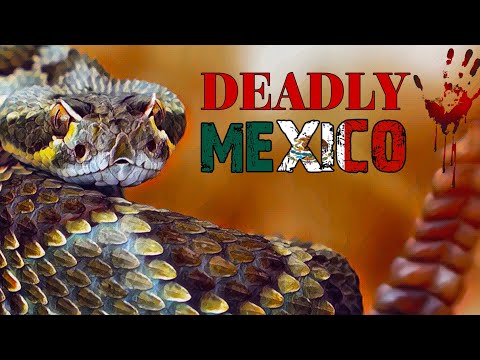 Mexico's deadly wildlife | Soft spoken voice