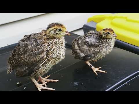 The life of Rudy the Quail