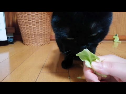 キャベツでキメる猫 ASMR * EATING SOUNDS