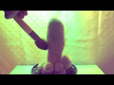 ASMR 🌵 Cactus Scratching and Brushing