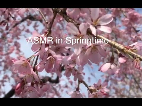 ASMR in Springtime: Layered Voices and Rain Stick