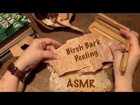 ASMR Peeling Birch Bark (No talking) Paper crinkles (No Soft spoken version)