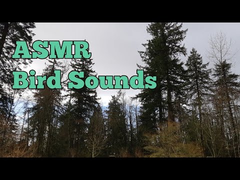 ASMR Bird Sounds