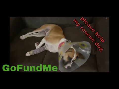 help my injured rescue dog