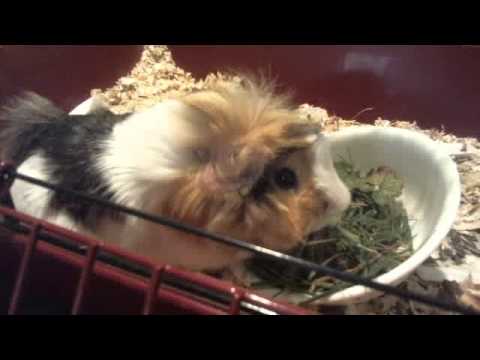 guinea eating grass he so cute