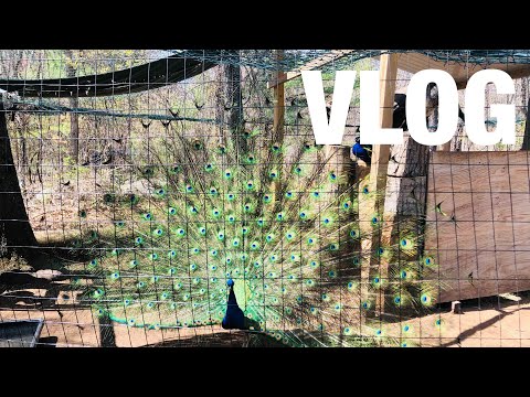 VLOG! Saturday With Me! (Zoo, Olive Garden, The beach! )