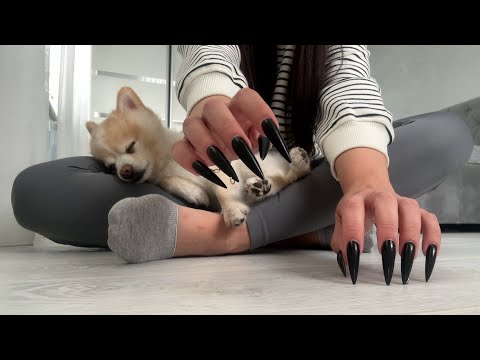 LOFI ASMR Floor scratching & tapping on all the hard floors WITH MY DOG | brain melting / NO TALKING