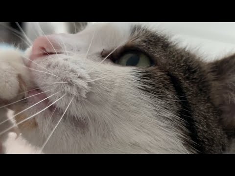 ASMR | Cat purring & licking 😺
