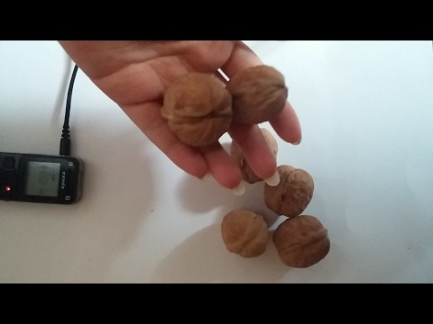 호두긁고 먹기 walnut eating&scratch  sound