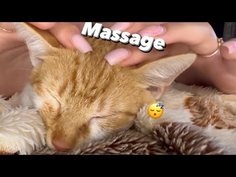 Asmr massage for kitty 🐱 | cranial massage | asmr sleep