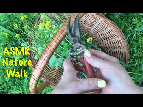 ASMR Nature walk/Crunchy footsteps/Flowers and water and cows!  Oh my! (No talking) So relaxing.