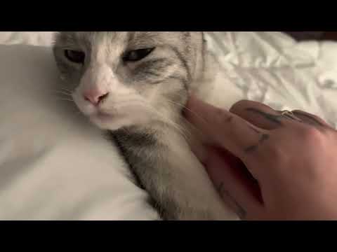 ASMR | cuddling with my cat 🐈 👑 featuring petties and scratchies (lofi with white noise)