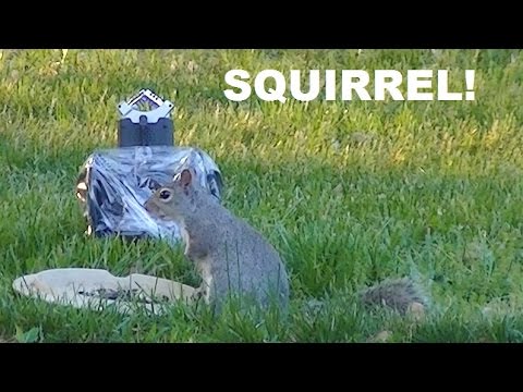 Binaural Birds of a Feather!  Bird and Squirrel ASMR Sounds, Flapping Wings, and Crunching Seeds