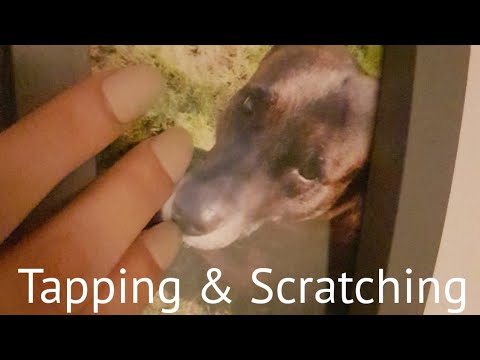 ASMR || Slowly Tapping & Scratching around the house! Quick tingle fix :) ||