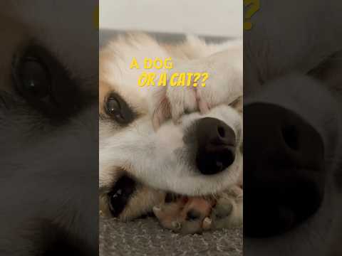 Is it a dog OR A CAT?? #asmr