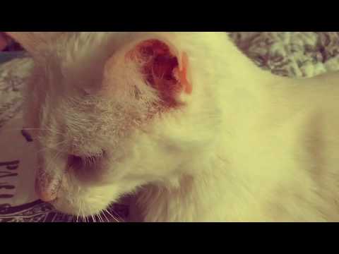 Cat Purring ~ ASMR  🐈