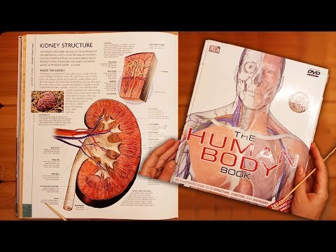 Exploring the Urinary Tract Anatomy ASMR (Human Body Book)