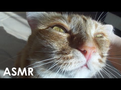 Моя кошка пробует АСМР|My cat is trying ASMR