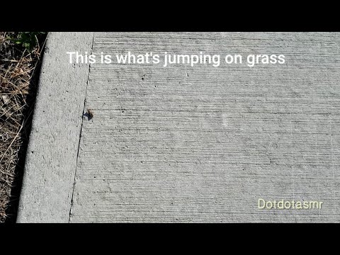 #asmr Grasshopper jumping in grass | #3